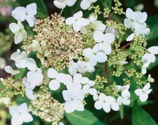 Climbing Hydrangea petiolaris 10 Litre Eco-loop pot bags