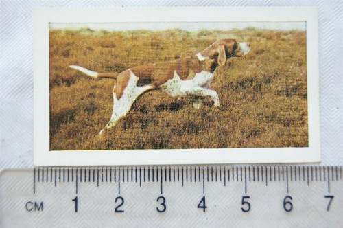 1961 hornimans tea dogs 11 - tea,