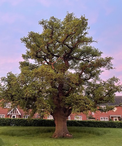 English oak tree sapling - english,