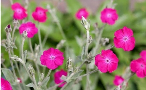 Homegrown and harvested rose - homegrown,