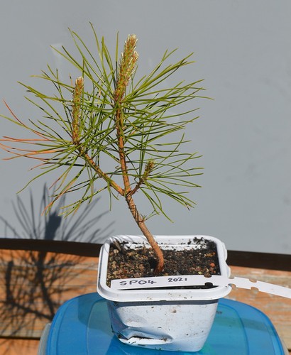 Bonsai scots pine - scots, tree,