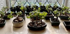 Portulacaria afra dwarf - portulacaria, /