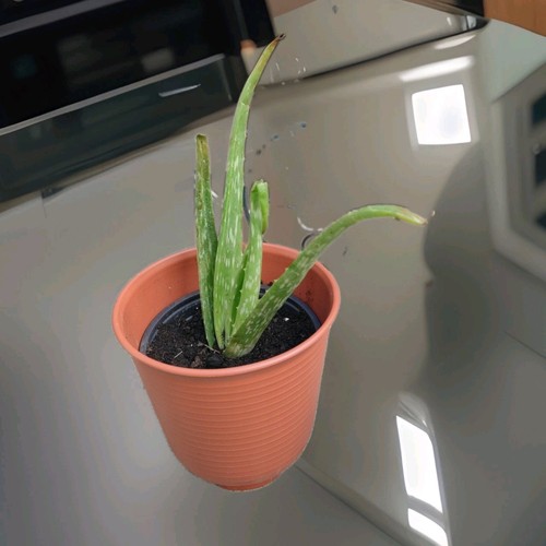 Aloe vera small potted - aloe,