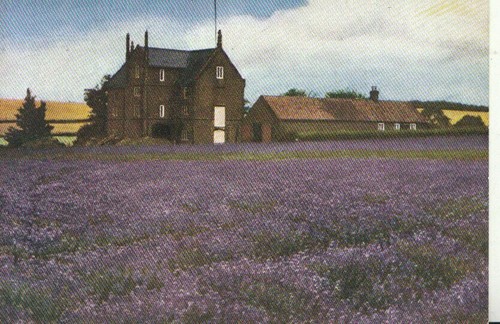 Norfolk postcard caley mill - -,