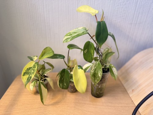 Baby philodendron florida - philodendron,