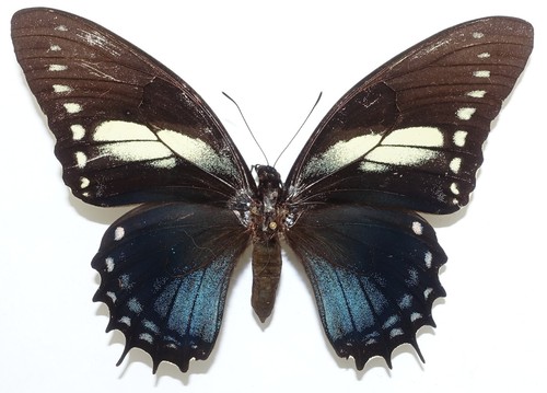 Papilio menatius ctesiades - menatius,