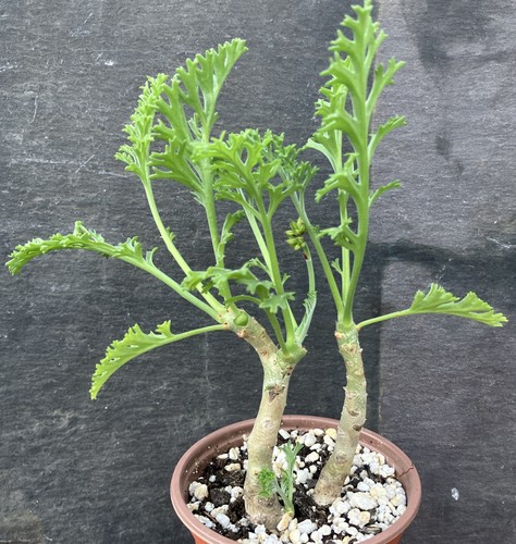 Pelargonium carnosum caudex - carnosum,