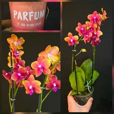 Phalaenopsis "Bronze Buddha" 2
