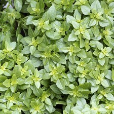 Basil Greek - 1 Plant - Garden