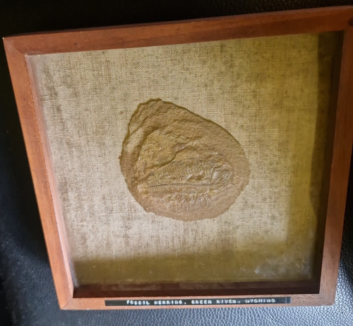 Fossilised herring green - herring,,