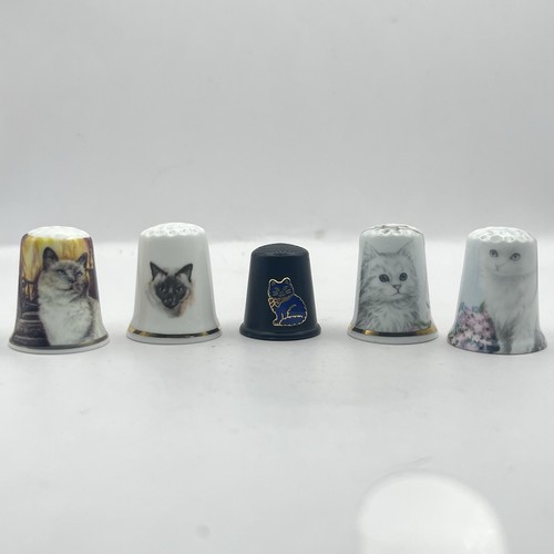 White siamese and blue cat - and,
