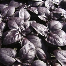 Basil Seeds Herbs Annual