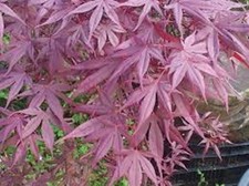 Acer palmatum Shojo Nomura in
