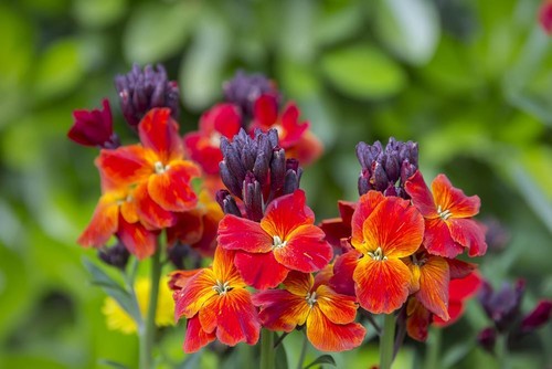 Wallflower blood red - red, seeds