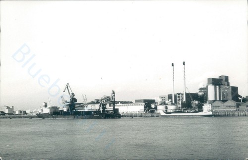 Maltese persenk british - mv,