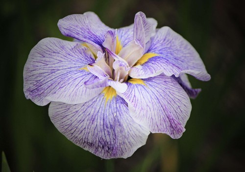 Iris ensata dinner plate - dinner,