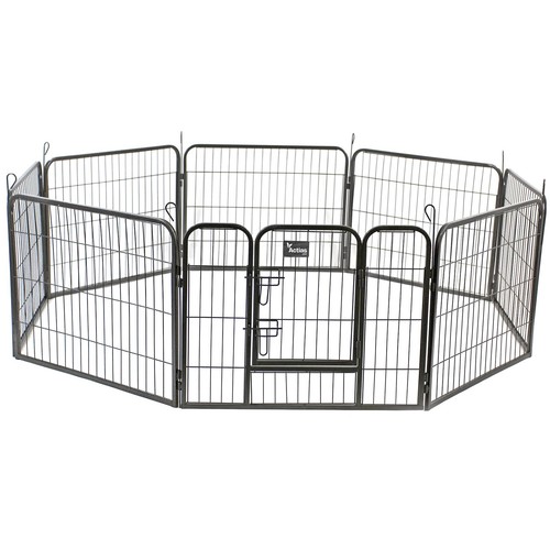 Pet play run - play, puppy