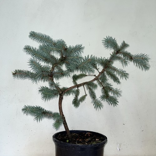 Colorado blue spruce tree - blue,