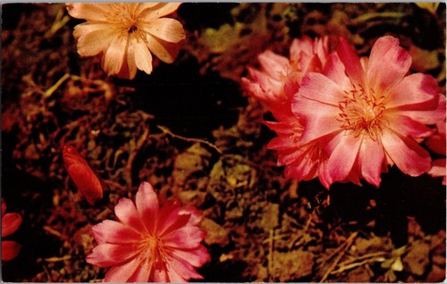 Bitterroot lewisia rediviva - lewisia,