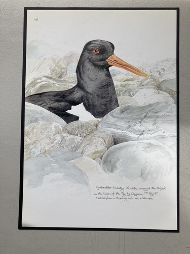 British bird print - british,