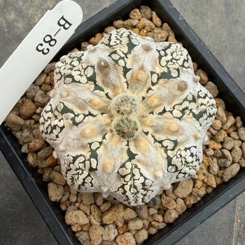 Live house plant astrophytum - plant,