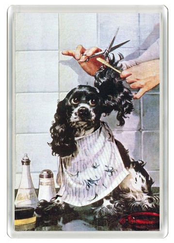 Cocker spaniel dog - spaniel,