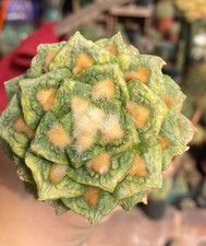 6.7cm Rare Ariocarpus Fis