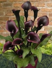 Calla lily Holland Imported Flower Bulbs For Home and Gardening Pack Of 1 Black