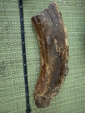 Fossilized Mammoth Bone From