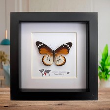 Framed African Monarch