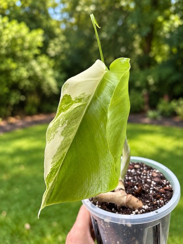 Highly variegated monstera - highly,
