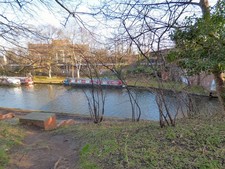 Photo 12x8 Oriole on the