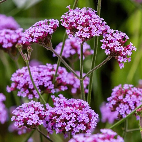 Verbena bonariensis lilac 600