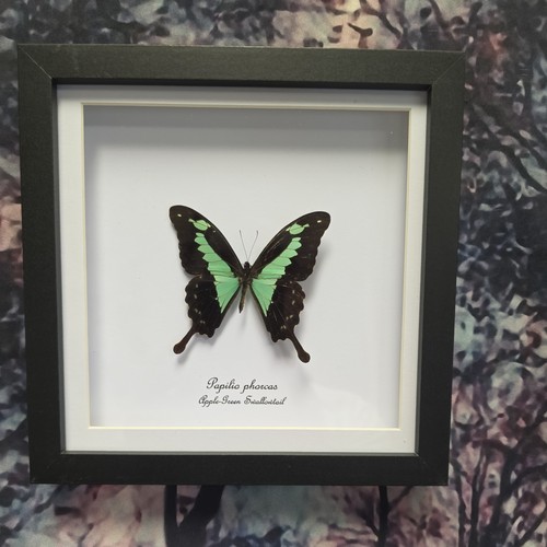 Apple green swallowtail - apple-green,