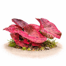 Red Tiger Lotus Nymphaea