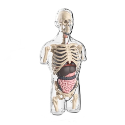 Transparent torso model - transparent,