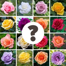 Potted Garden Rose, Nurseryman's Choice, Surprise Variety, Established, 3-4L Pot