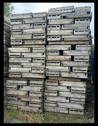 Potato chitting trays - potato,