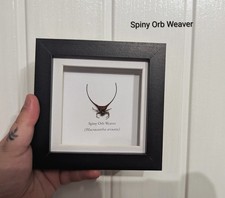 Spiny Orb Weaver, Skulls