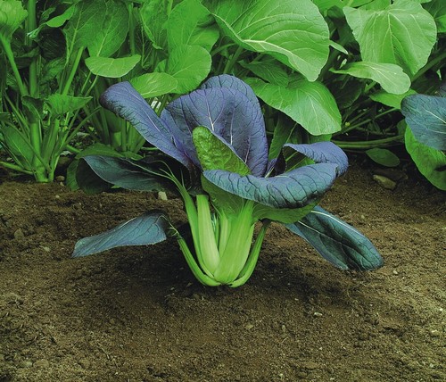 12x cabbage pak choi green - 12x, 'pak