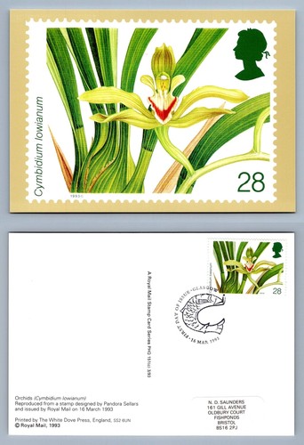 Cymbidium lowianum orchids - cymbidium,
