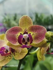 Phalaenopsis Fangmei Pretty Golden Orchid Plant