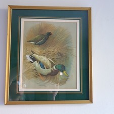 Mallard /Moorhen Vintage 1960s Green Gold Framed Print of  Painting By BASIL EDE