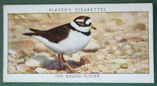 RINGED PLOVER with Eggs