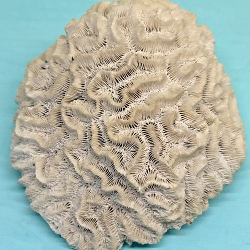 Brain coral fossil x - 5.5, "