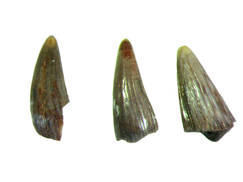 Triassic bull canyon dinosaur - triassic,