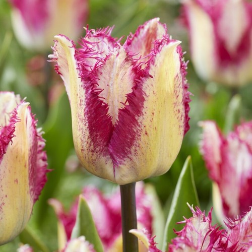 100 yasmine fringed - yasmine,