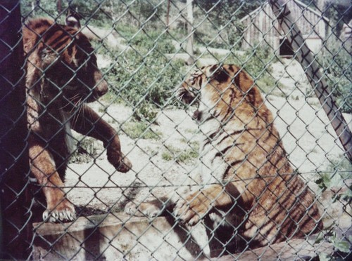 Photo 6x4 tigers port - photo, tigers,