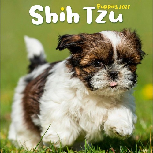 Shih tzu puppies mini - shih,