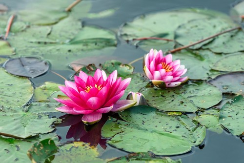 Nymphaea pygmaea rubra - rubra', water